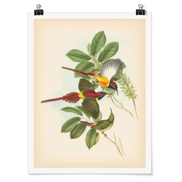 Posters Vintage Illustration Tropical Birds III