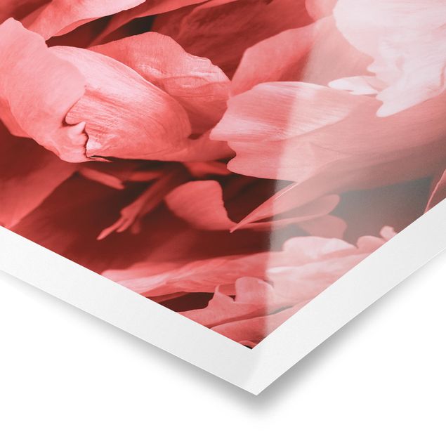 Posters Peony Blossom Coral