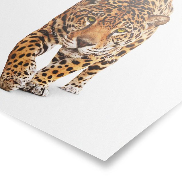 Posters Creeping Jaguar