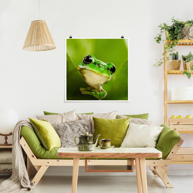 Posters Frog
