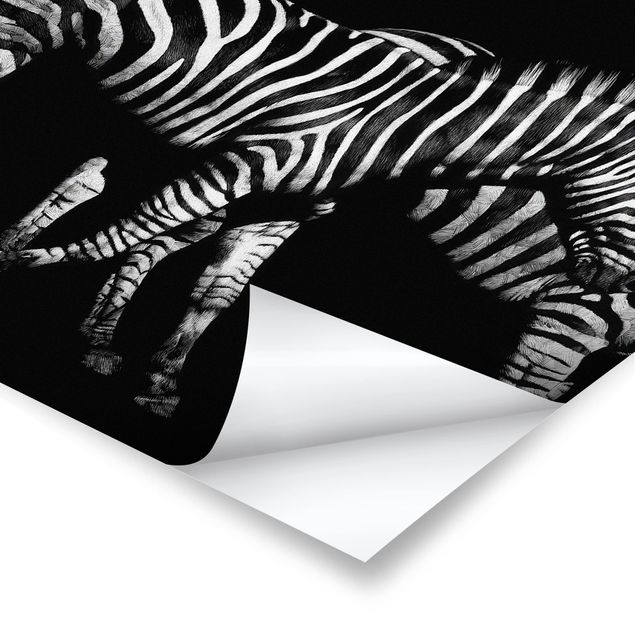 Posters Zebra In The Dark