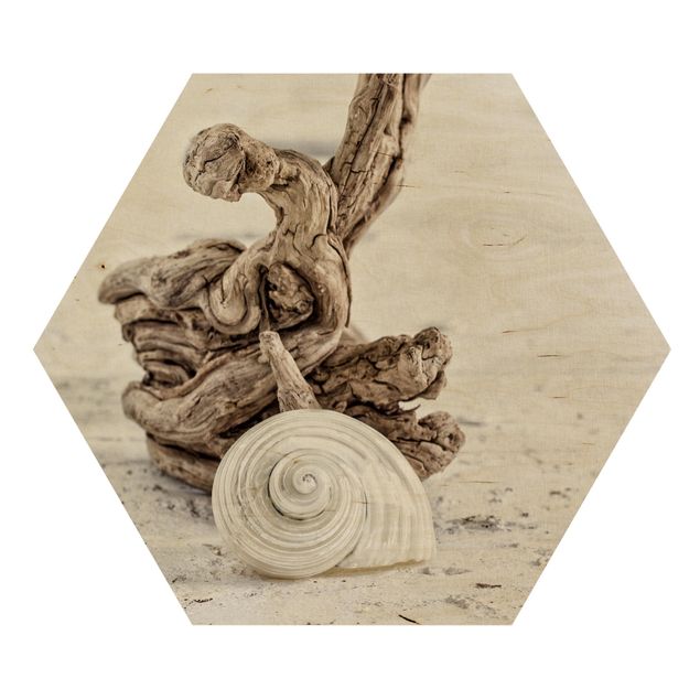 Hexagons houten schilderijen White Snail Shell And Burl