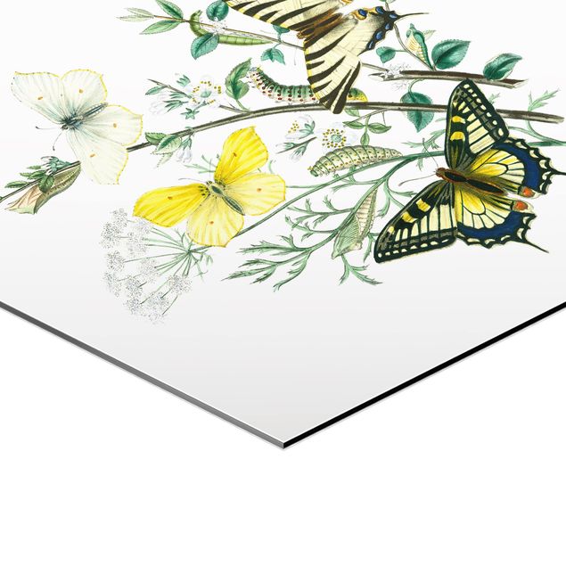 Hexagons Aluminium Dibond schilderijen British Butterflies III