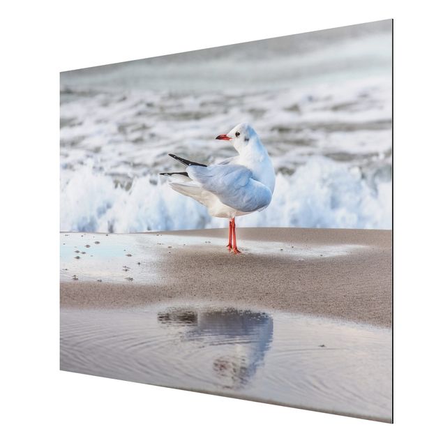 Aluminium Dibond schilderijen Seagull On The Beach In Front Of The Sea