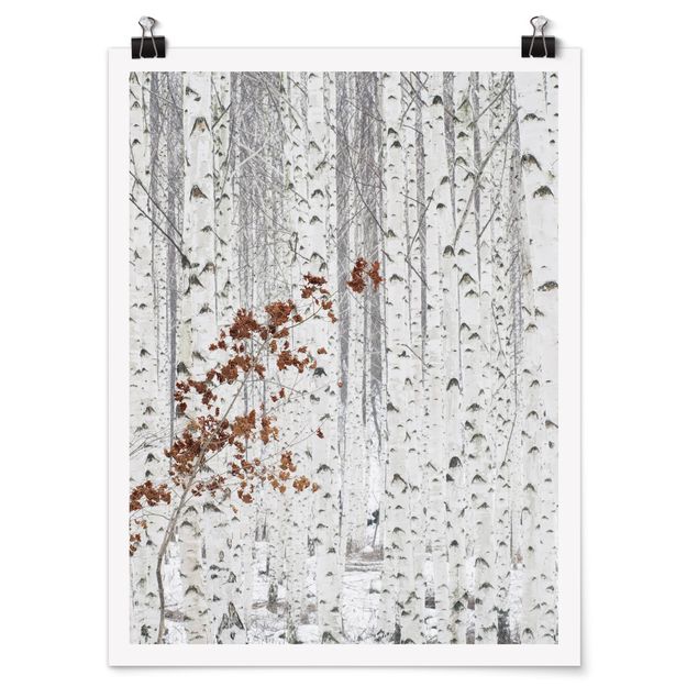 Posters Birch Trees In Autumn