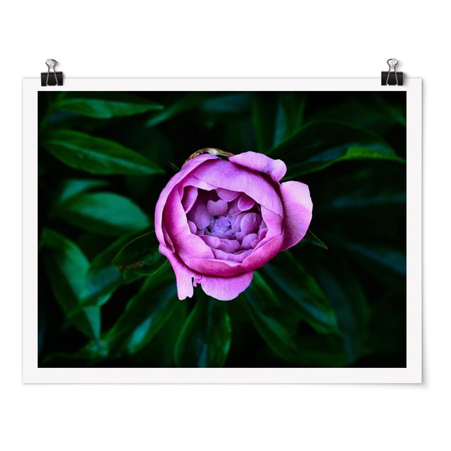 Posters Purple Peonies Blossoms In Front Of Leaves