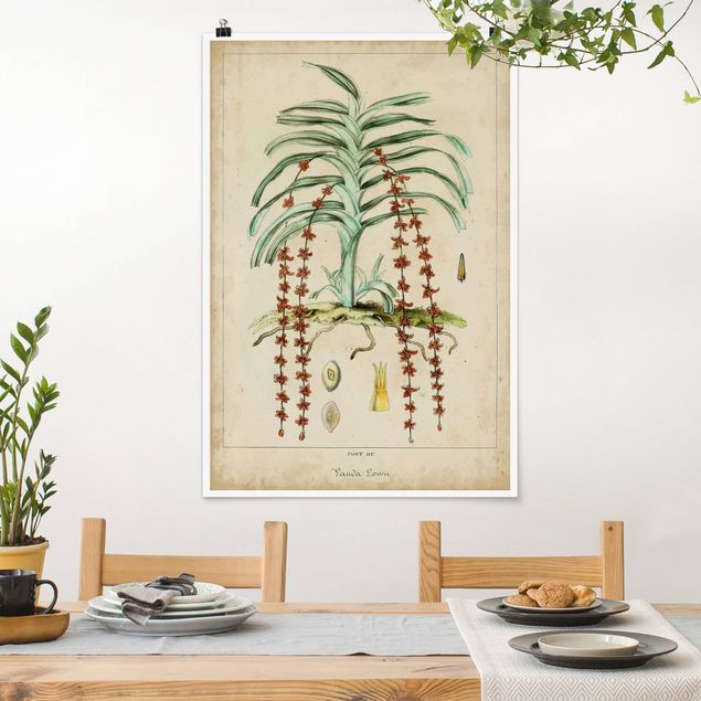 Posters Vintage Board Exotic Palms IV