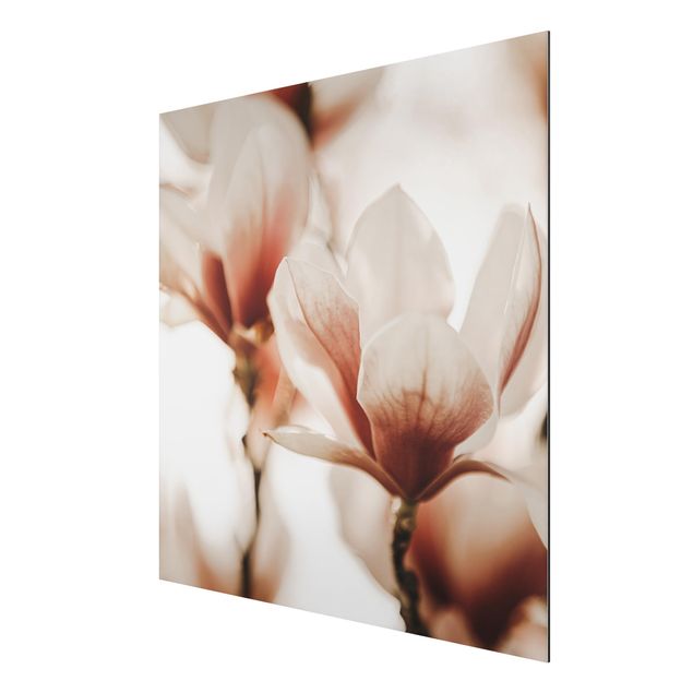 Aluminium Dibond schilderijen Delicate Magnolia Flowers In An Interplay Of Light And Shadows