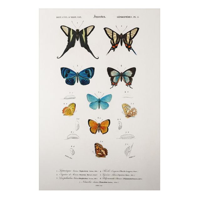 Aluminium Dibond schilderijen Vintage Board Butterflies I