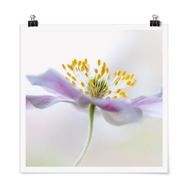 Posters Windflower In White