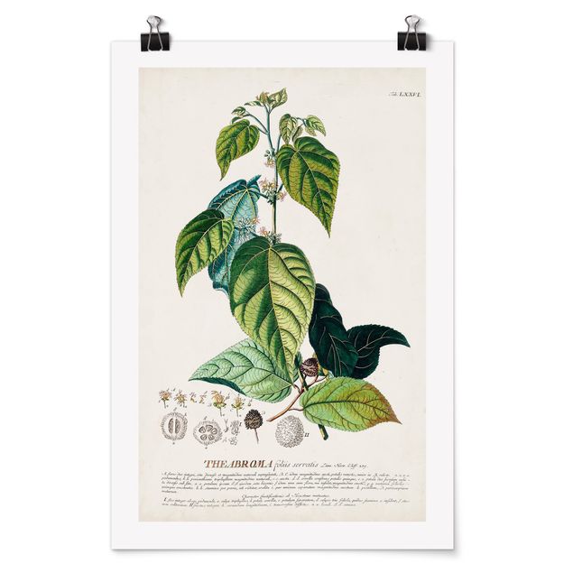 Posters Vintage Botanical Illustration Cocoa