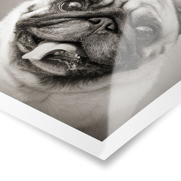 Posters Funny Pug