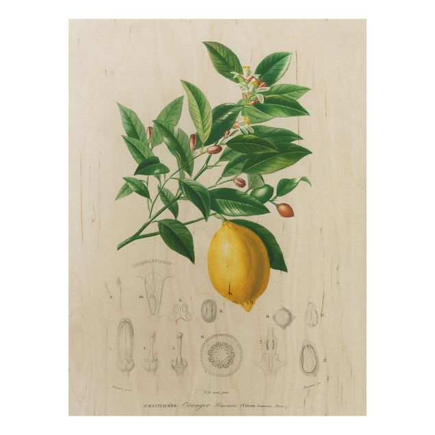 Houten schilderijen Botany Vintage Illustration Of Lemon