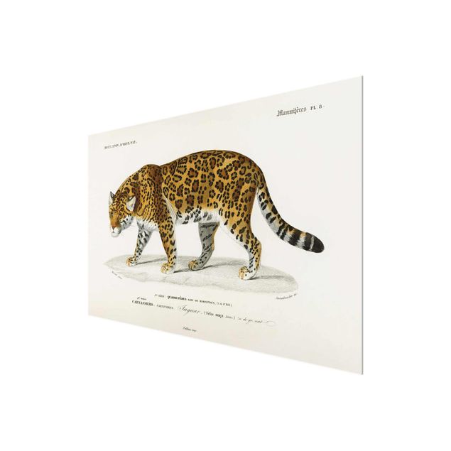 Glasschilderijen Vintage Board Jaguar