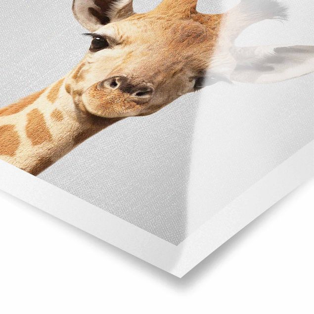 Poster - Baby Giraffe Gandalf - Quadrat 1:1