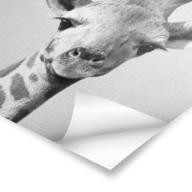 Poster - Baby Giraffe Gandalf Schwarz Weiß - Hochformat 3:4