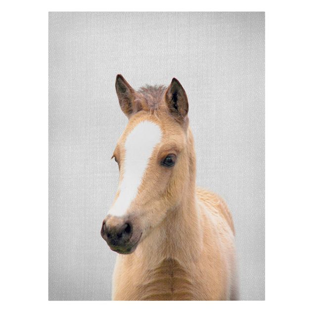 Leinwandbild - Baby Pferd Philipp - Hochformat 3:4