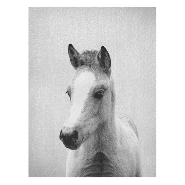 Leinwandbild - Baby Pferd Philipp Schwarz Weiß - Hochformat 3:4