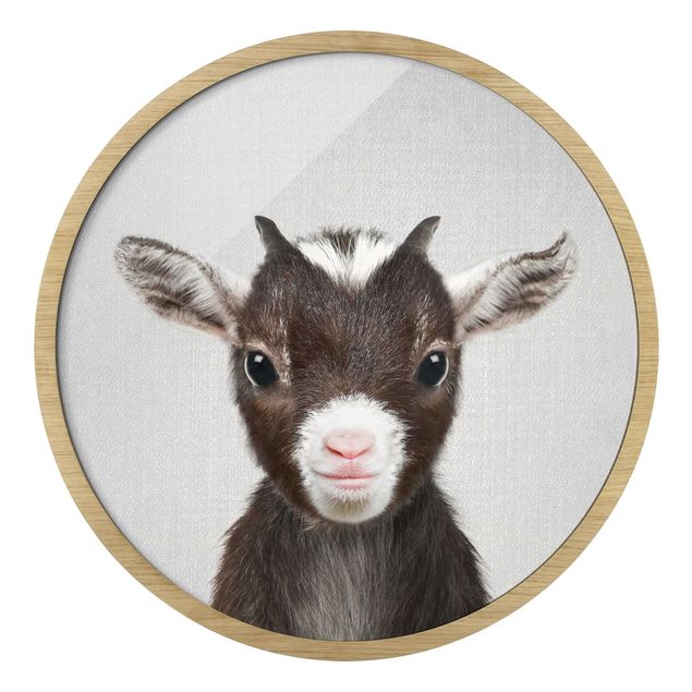 Rond schilderijen Baby Goat Zelda