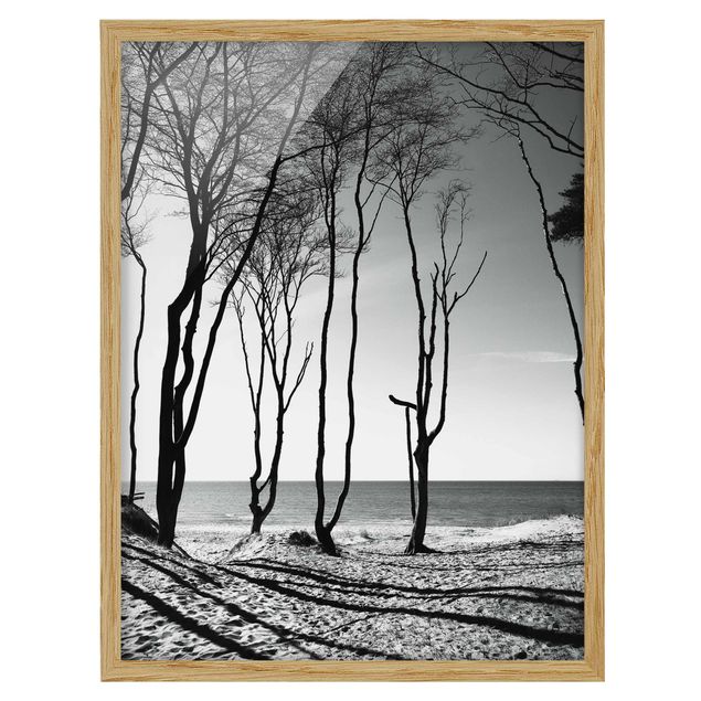 Ingelijste posters Trees At the Baltic Sea
