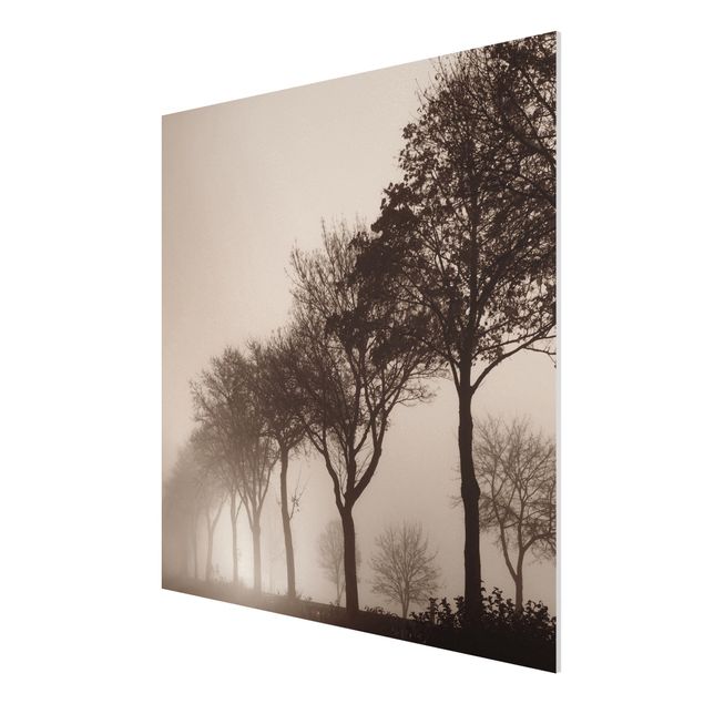 Forex schilderijen Tree Avanue In Morning Mist