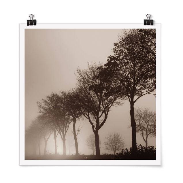 Posters Tree Avanue In Morning Mist