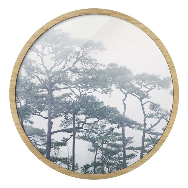 Rond schilderijen Chiome degli alberi nella nebbia