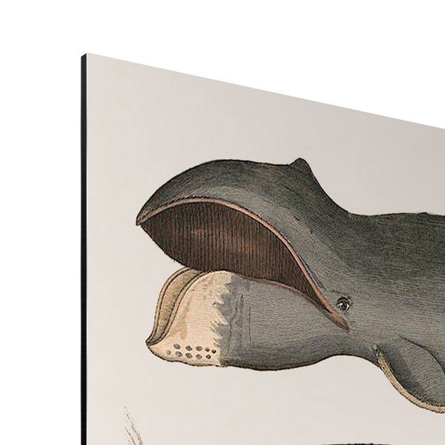 Aluminium Dibond schilderijen Five Vintage Whales