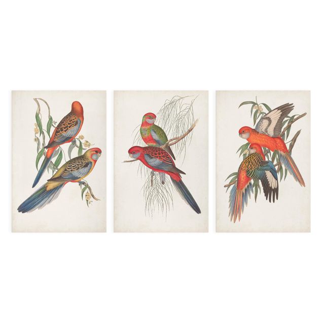 Canvas schilderijen - 3-delig Tropical Parrot Set I