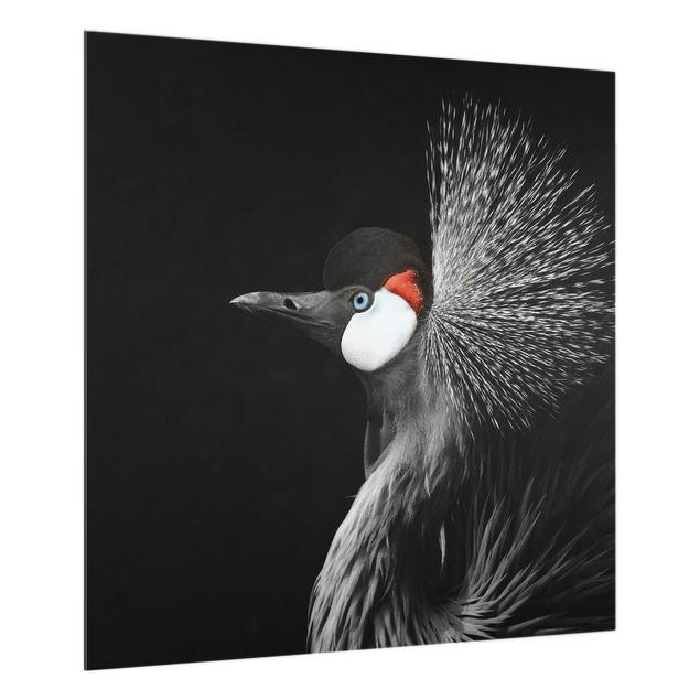 Spatscherm keuken Black Crowned Crane