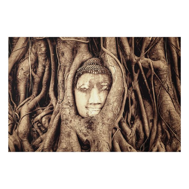 Spatscherm keuken Buddha In Ayutthaya From Tree Roots Lined In Brown