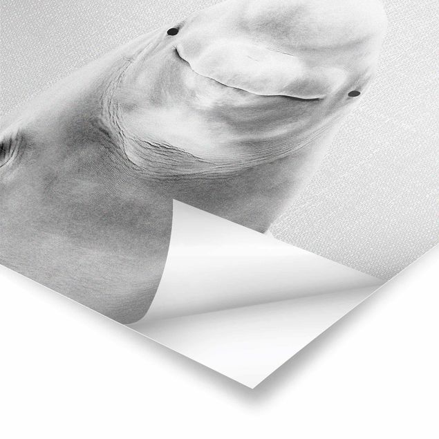 Poster - Belugawal Bob Schwarz Weiß - Quadrat 1:1