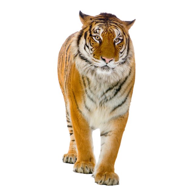 Raamstickers Banyan tiger