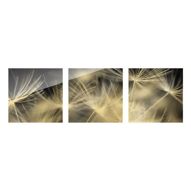 Glasschilderijen - 3-delig Moving Dandelions Close Up On Black Background
