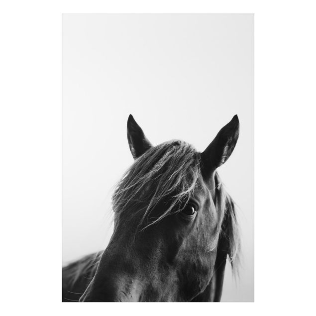 Aluminium Dibond schilderijen Curious Horse
