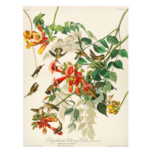 Magneetborden Vintage Board Hummingbirds
