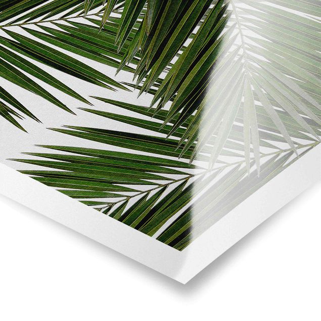 Posters View Through Green Palm Leaves