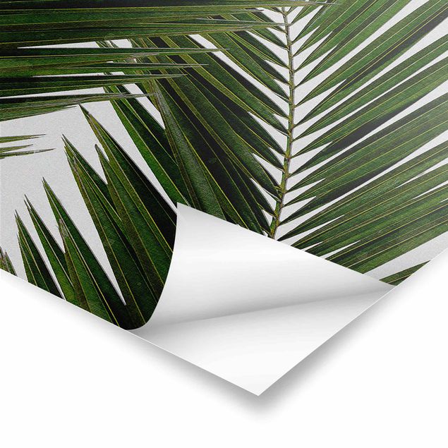 Posters View Through Green Palm Leaves
