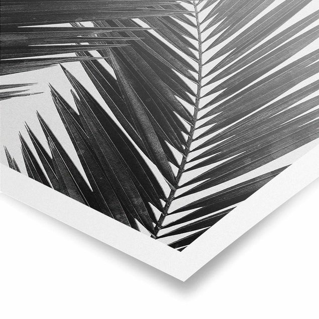 Posters View Through Palm Leaves Black And White