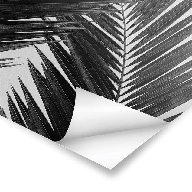 Posters View Through Palm Leaves Black And White