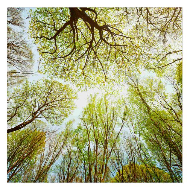 Raamfolie - Glance Upon Treetops