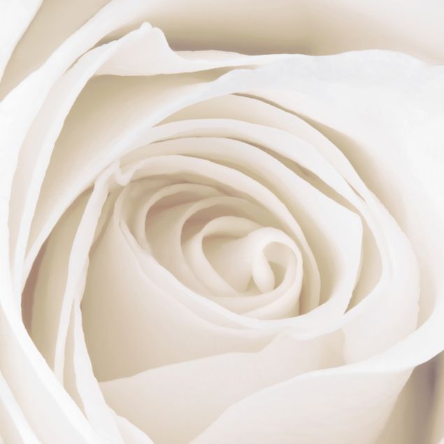 Brievenbussen Pretty White Rose