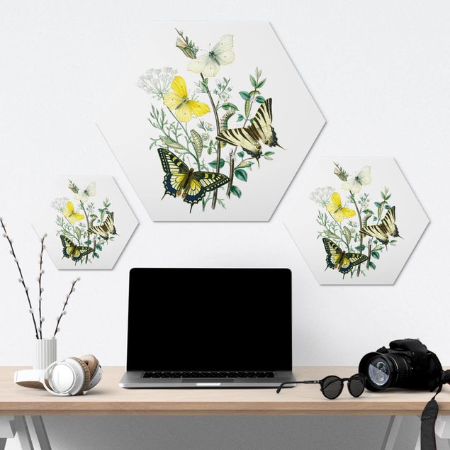 Hexagons Aluminium Dibond schilderijen British Butterflies III
