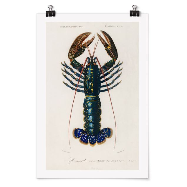 Posters Vintage Board Blue Lobster