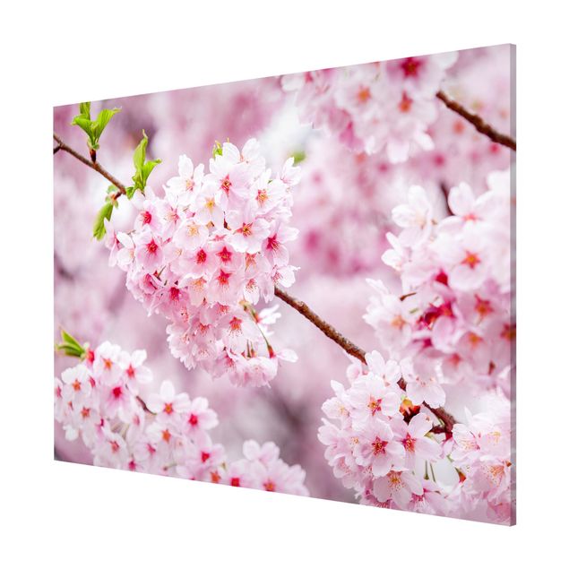 Magneetborden Japanese Cherry Blossoms