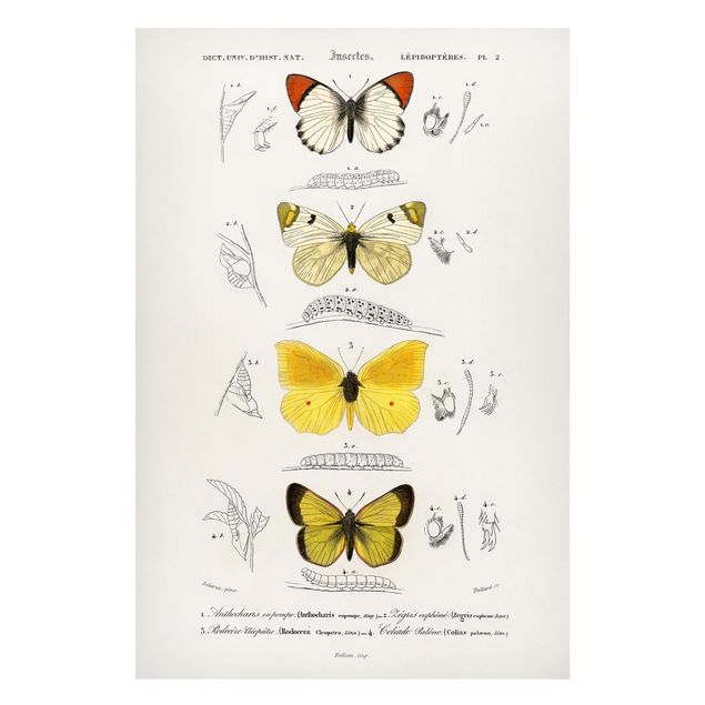 Magneetborden Vintage Board Butterflies II
