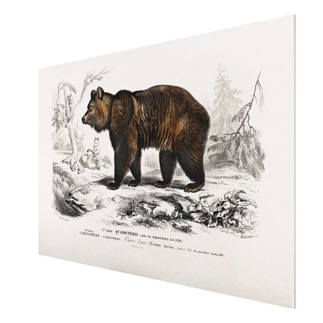 Forex schilderijen Vintage Board Brown Bear