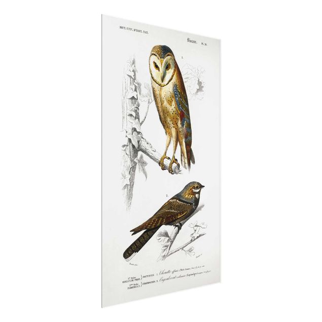 Glasschilderijen Vintage Board Owl And Swallow