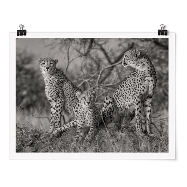 Posters Three Cheetahs
