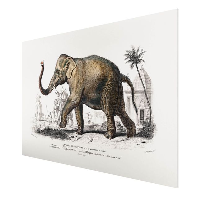 Aluminium Dibond schilderijen Vintage Board Elephant